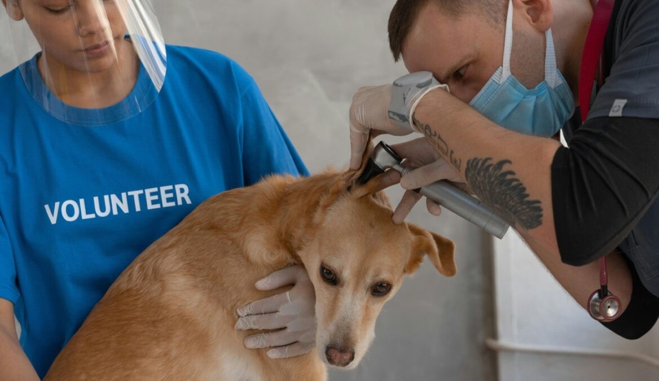 30 millió forintot fektet be a White Unicorn a kiskedvencek 3D technológián alapuló gyógyításába